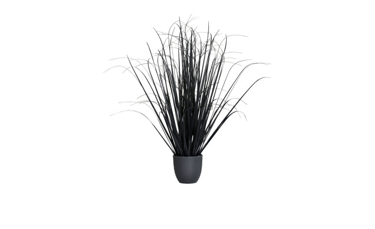 Gras 80 cm 