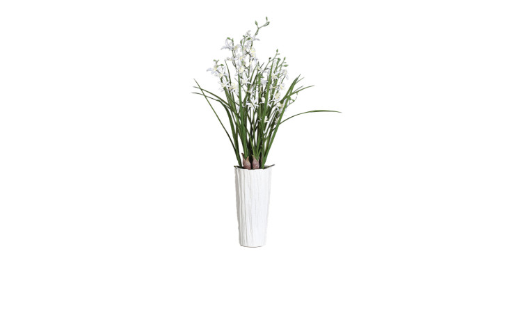 Dendobrie 93 cm