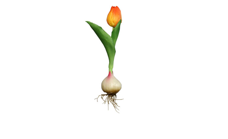 Tulpe mit Zwiebel 17 cm