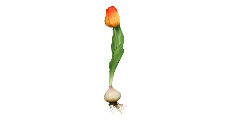 Tulpe mit Zwiebel 25 cm aus Kunststoff mit grünen Blätter und Stiel, oranger Blüte mit roten Verlauf und einer weißen Zwiebel am Ende.