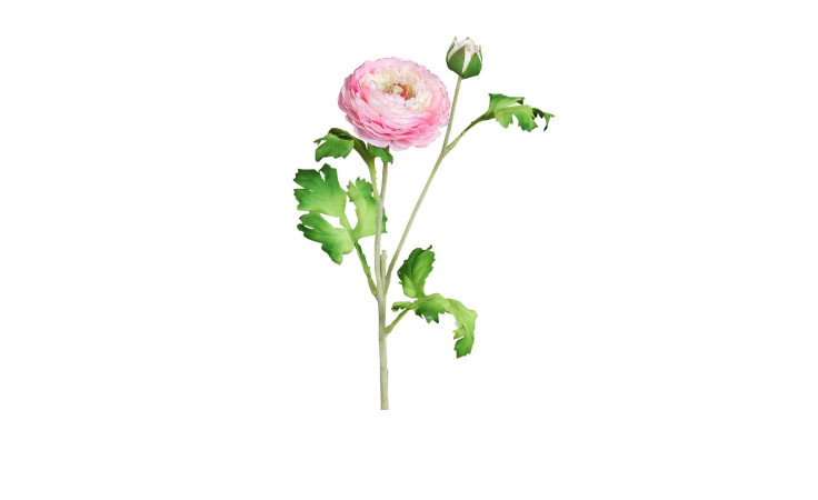 Ranunkel 60 cm in pink