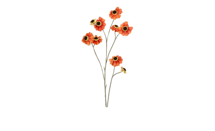 Cosmea 101 cm 