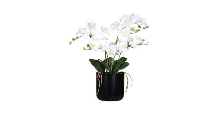 Orchideen-Arrangement 70 cm 