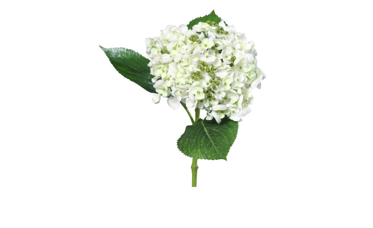 Hortensie 44 cm aus Kunststoff mit weißen Blüten und grünen Stiel, Blätter und Applikationen.