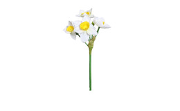 Narzissen-Pick 44 cm