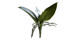 Orchideen-Blattpflanze 21 cm aus Kunststoff mit brünen Stiel und Blätter und brauner Wurzel.