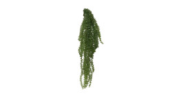 Sukkulenten-Hänger 68 cm