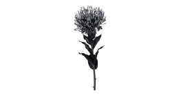 Protea 74 cm aus Kunststoff mit schwarzem Stiel, Blätter und Blüte.