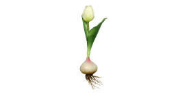 Tulpe mit Zwiebel 17 cm