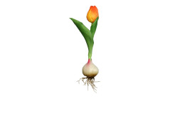 Tulpe mit Zwiebel 17 cm