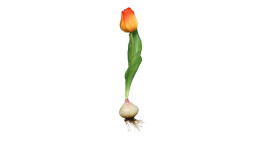 Tulpe mit Zwiebel 25 cm aus Kunststoff mit grünen Blätter und Stiel, oranger Blüte mit roten Verlauf und einer weißen Zwiebel am Ende.