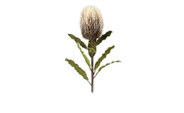 Protea 65 cm aus Kunststoff mit grünen Stiel und Blätter und weißer Blüte.