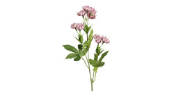 Astrantia 60 cm aus Kunststoff mit rosa Blüten und grünen Stiel und Blätter.