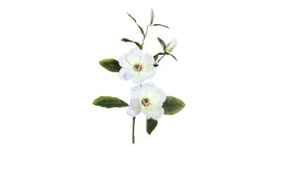 Magnolien-Zweig 70 cm aus Kunststoff mit weißen Blüten, grünen Blätter und braunen Stiel.