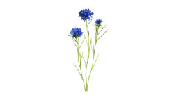 Kornblume 64 cm in blau