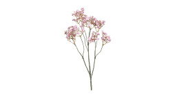 Schleierkraut 70 cm in rosa