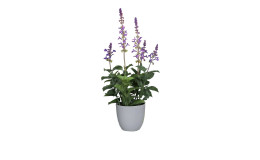 Salbei 42 cm in lila