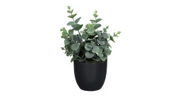 Eukalyptus 20 cm in einem schwarzen Pflanztopf