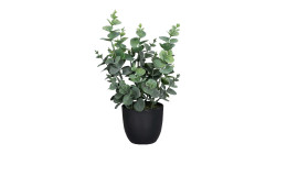 Eukalyptus 30 cm in einem schwarzen Pflanztopf
