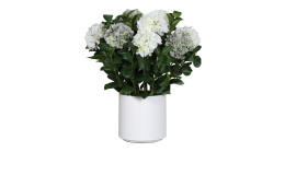 Hortensien-Arrangement 74 cm
