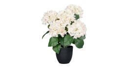 Hortensie 45 cm