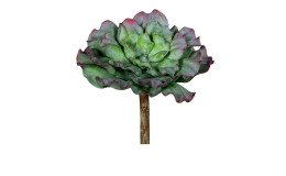 Sukkulenten Pick 16 cm