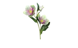 Christrose 33 cm 