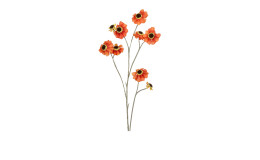 Cosmea 101 cm 