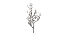Ast  81 cm