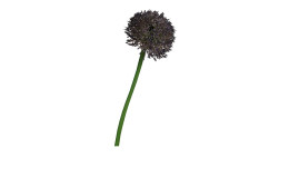 Allium 86 cm aus Kunststoff in lila mit grünen Stiel.