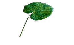 Galax-Blatt 50 cm aus Kunststoff in grün.