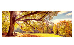 Glasbild Sunshine in the Park 30 x 80 cm, Landschaft im Park