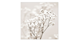 Glasbild Meadow Flowers 30 x 30 cm. Glasbild mit dem Thema - Blumen.