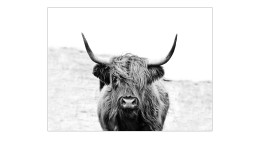 Leinwandbild Scottish Highland Cattle 90 x 120 cm