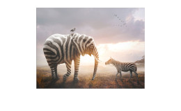 Leinwandbild Striped Animal Meeting 60 x 80 cm