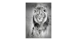 Alubild Lion Heads 70 x 100 cm
