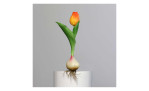 Tulpe mit Zwiebel 17 cm