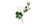 Rosenpick 27 cm aus Kunststoff mit grünen Stiel und Blätter und weißen Blüten.