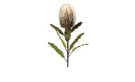 Protea 65 cm aus Kunststoff mit grünen Stiel und Blätter und weißer Blüte.