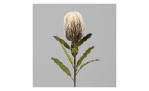 Protea 65 cm aus Kunststoff mit grünen Stiel und Blätter und weißer Blüte. Auf einem grauen Hintergrund.