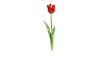 Tulpe 48 cm aus Kunststoff und Polyurethan mit einer roten Tulpe und grünen Stiel und Blätter.