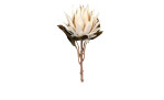 Protea 55 cm aus Kunststoff mit einer weißen Blüte, braunen Stiel und grünen Blätter.