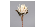 Protea 55 cm aus Kunststoff mit einer weißen Blüte, braunen Stiel und grünen Blätter. Auf einem grauen Hintergrund.