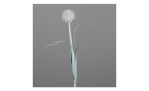 Pusteblume 82 cm in beige mit einem grauen Hintergrund
