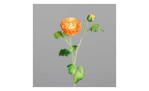 Ranunkel 60 cm in orange, mit einem grauen Hintergrund