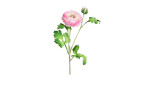 Ranunkel 60 cm in pink