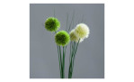 Allium 60 cm in weiß, mit einem grauen Hintergrund