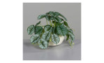 Calathea-Ranke 19 cm mit einem grauen Hintergrund