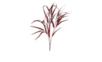 Eukalyptus 80 cm in rot