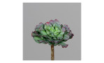 Sukkulenten Pick 16 cm